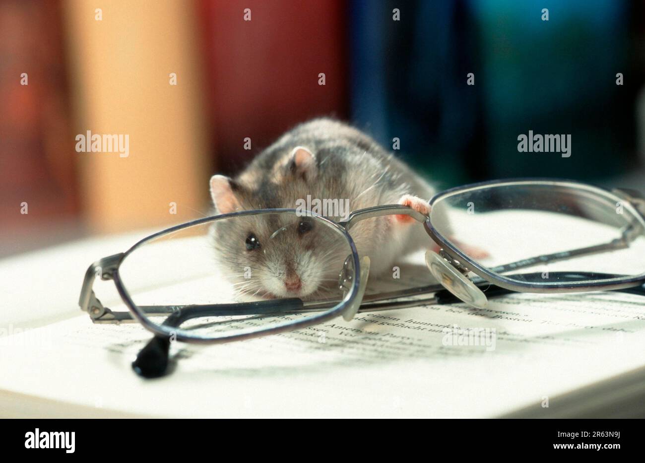 Djungarian hamster (Phodopus sungorus) looking through glasses, Siberian hamster, Russian hamster Stock Photo