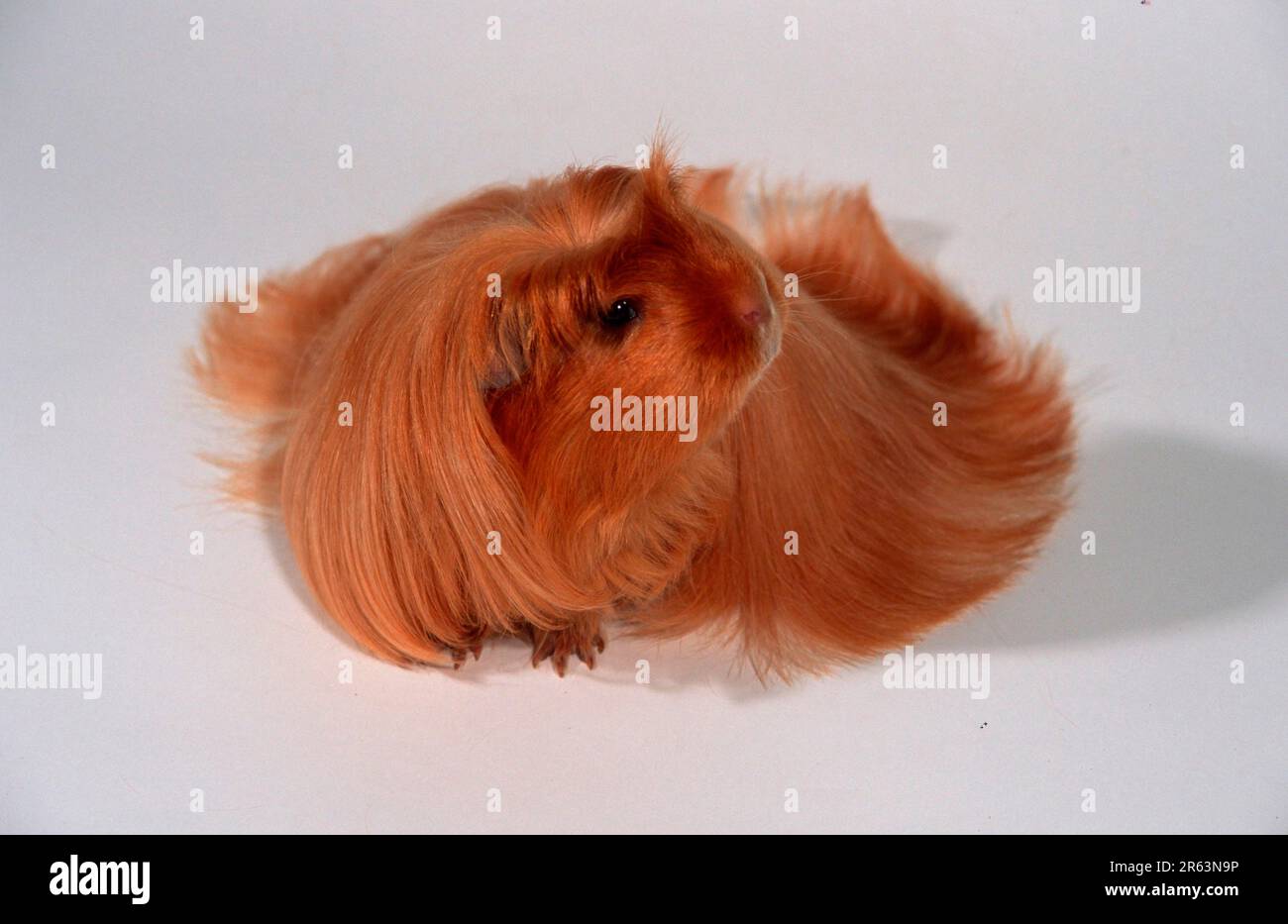 guinea pig, satin, gold, ready for exhibition Stock Photo Alamy
