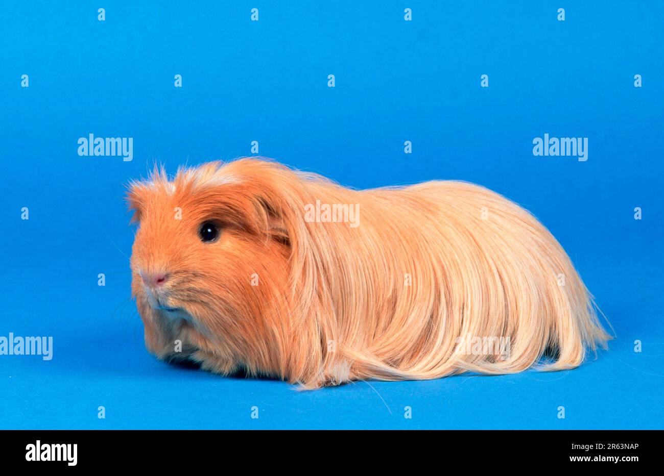 Guinea Pig Pig, buff, American crested, guinea pig
