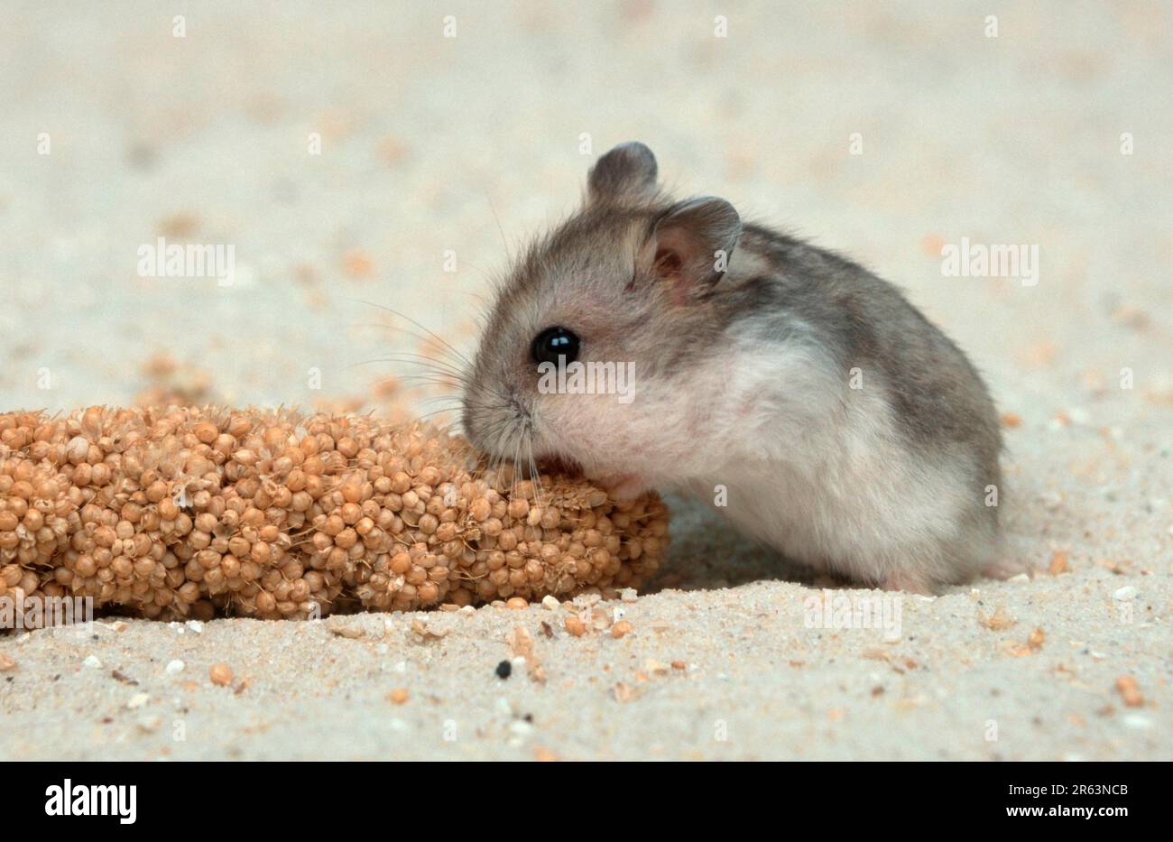 Djungarian hamster (Phodopus sungorus), juvenile, eats foxtail millet ...