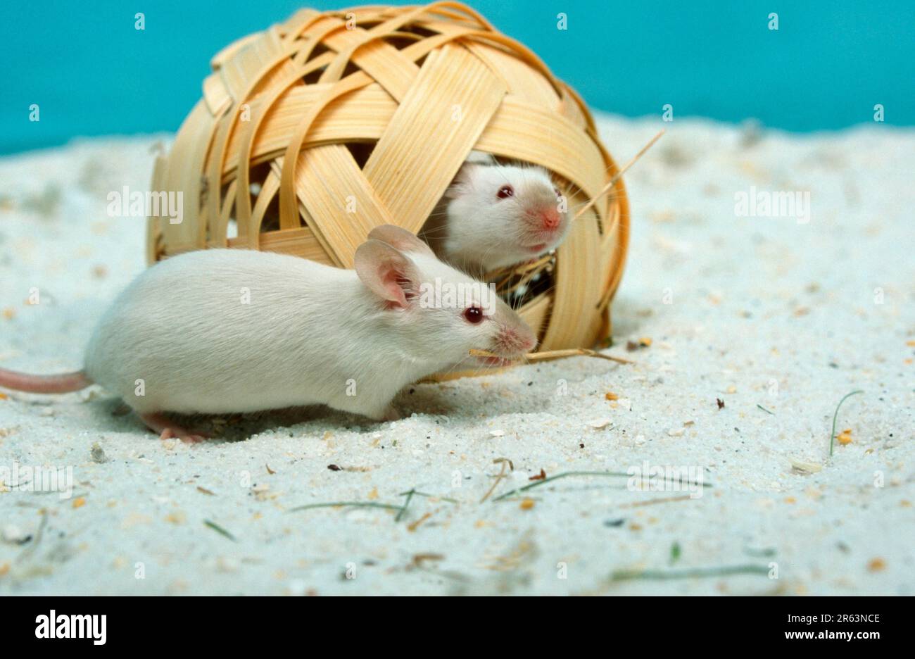 White mice, colour mice Stock Photo