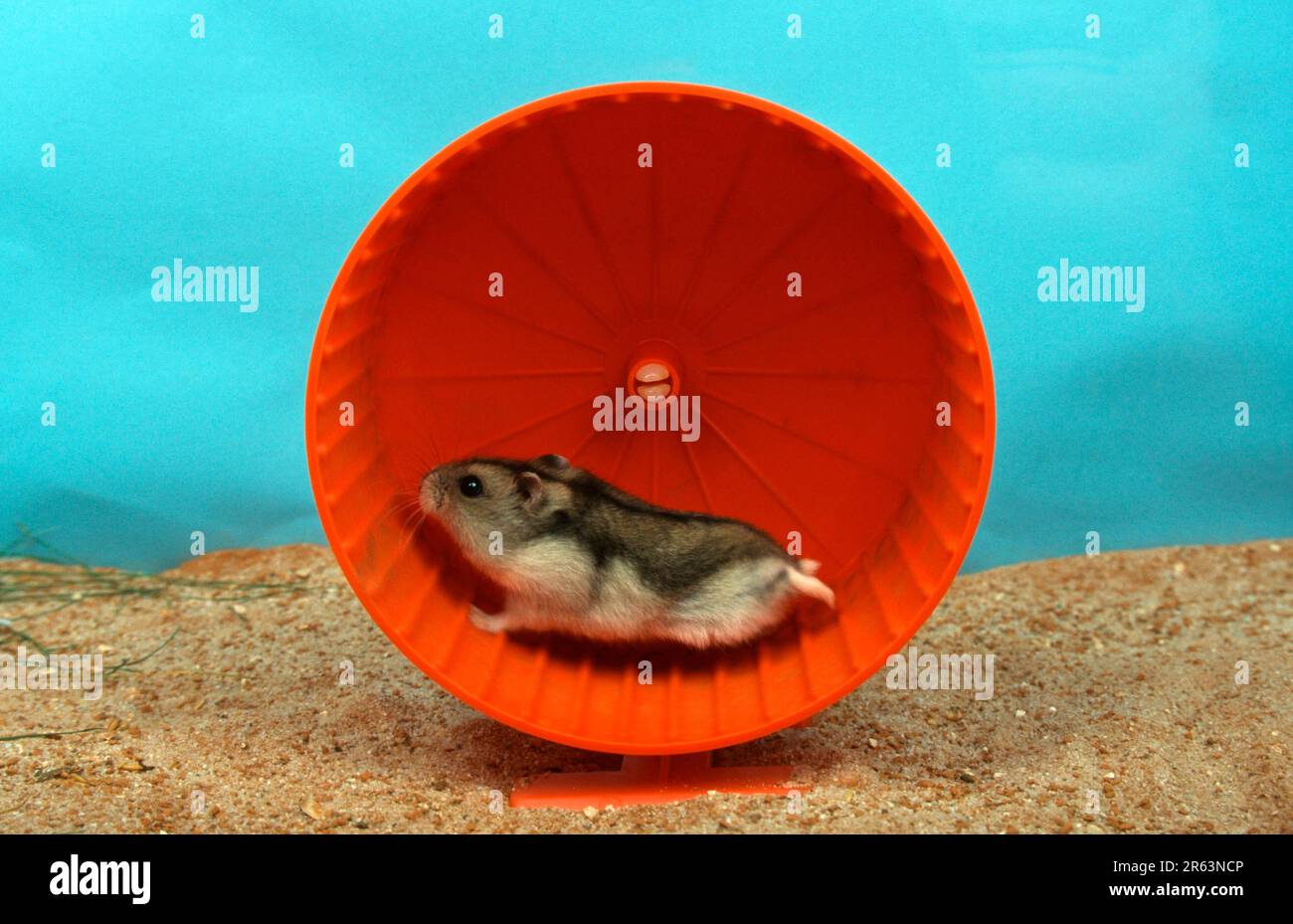 Dwarf Hamster, in hamster wheel, Siberian Hamster (Phodopus sungorus