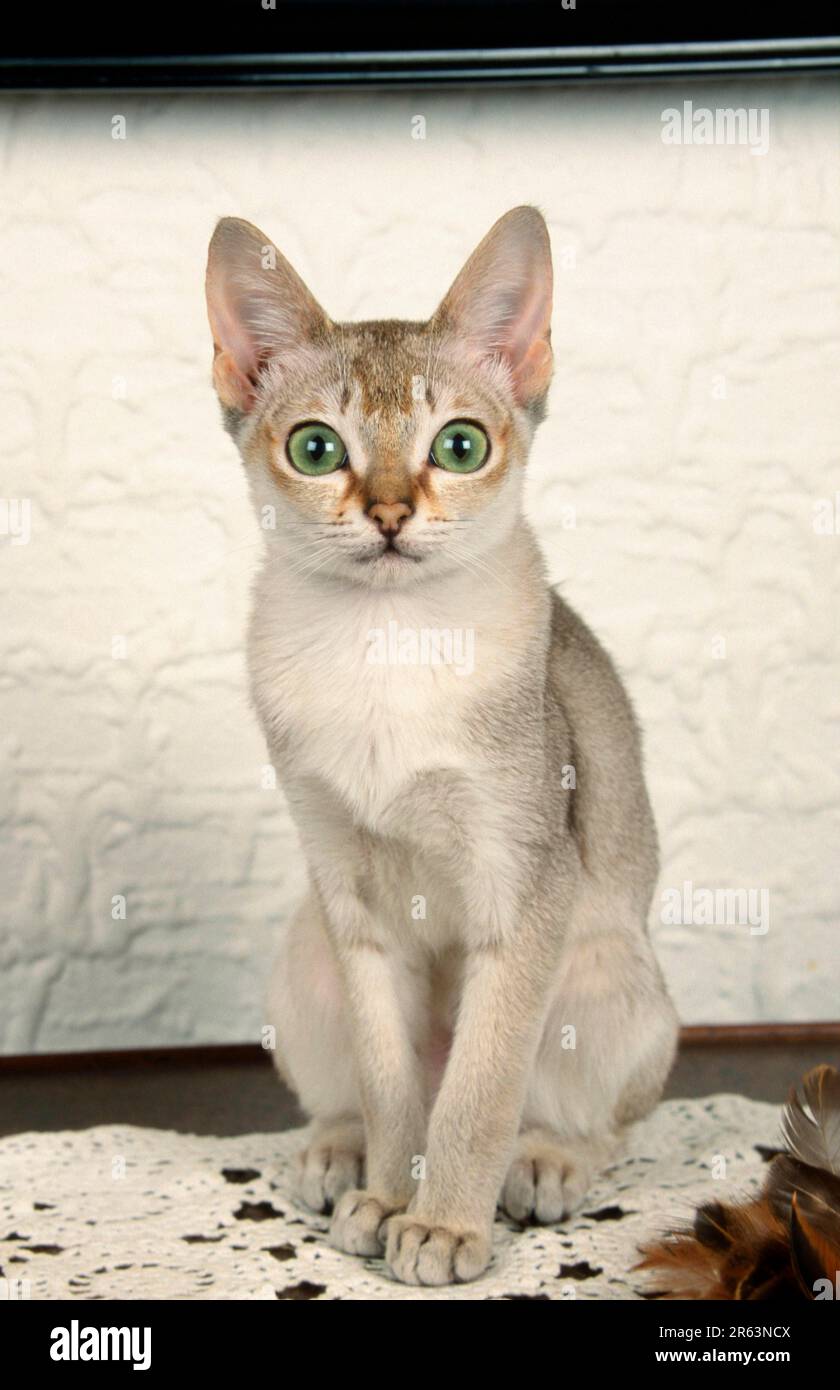 Singapura Cat, Singapura cats (animals) (mammals) (mammals) (pet