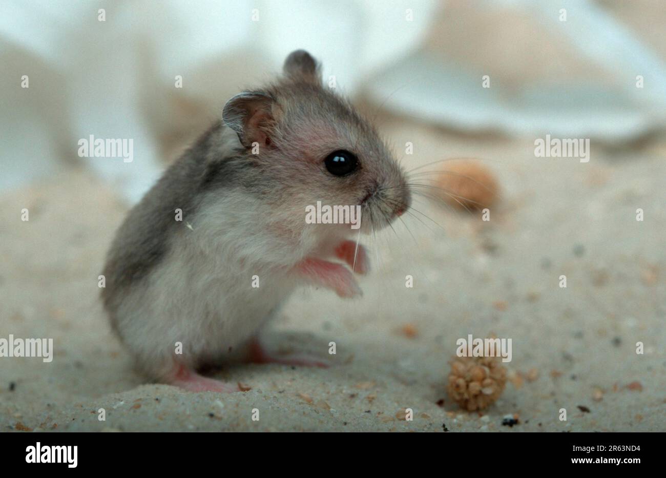 Young djungarian hamster (Phodopus sungorus), Siberian Hamster, Russian