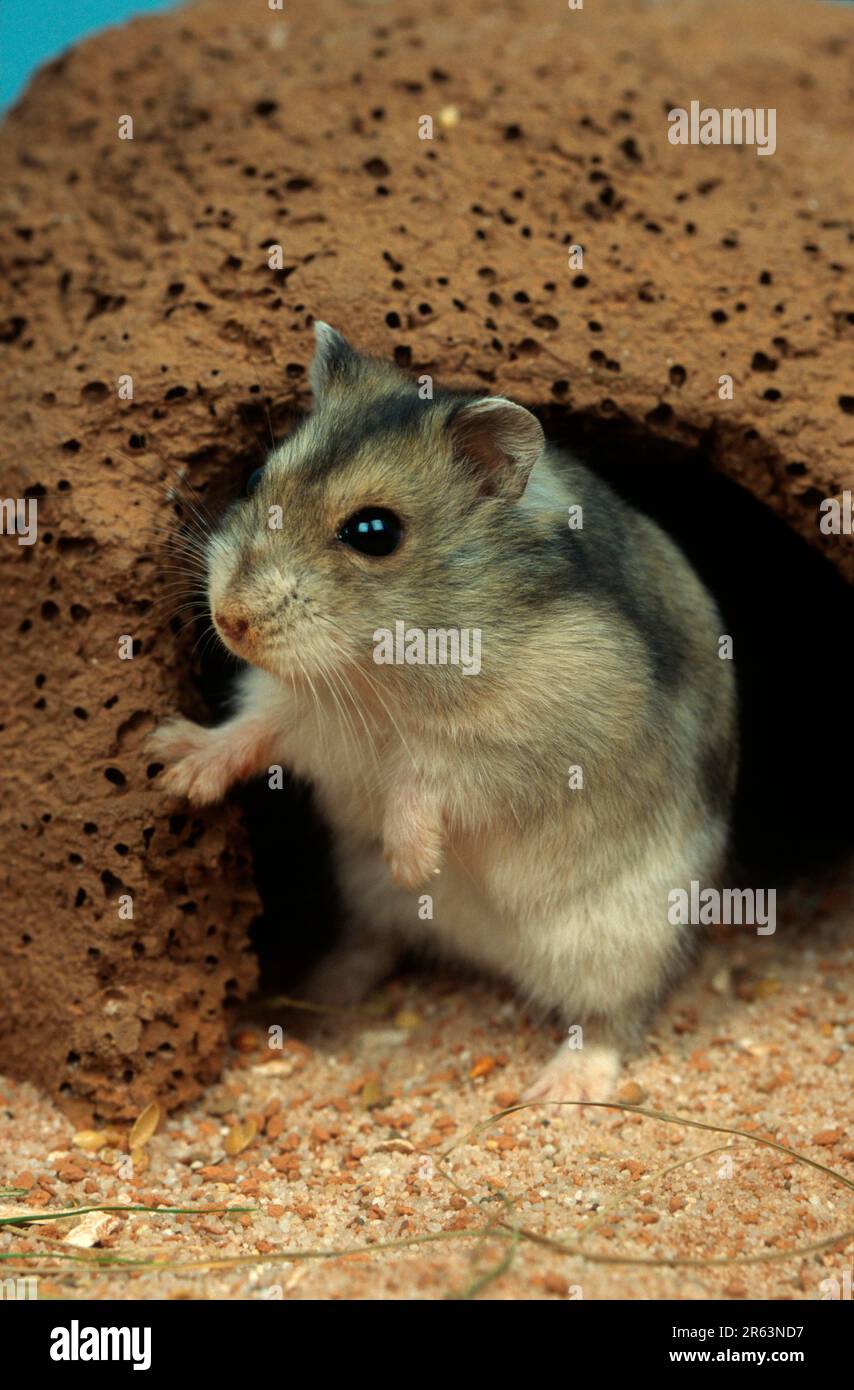 Jinsiy aloqa Evangelion