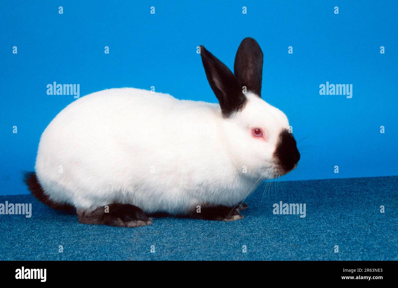 Russian rabbit, black, lateral Stock Photo Alamy
