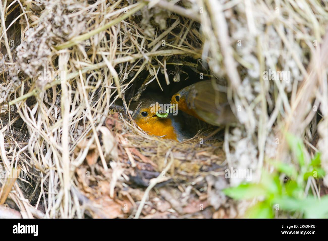 European robin Erithacus rubecula, adult pair, male feeding caterpillars to female as she sits on nest, Suffolk, England, May Stock Photo