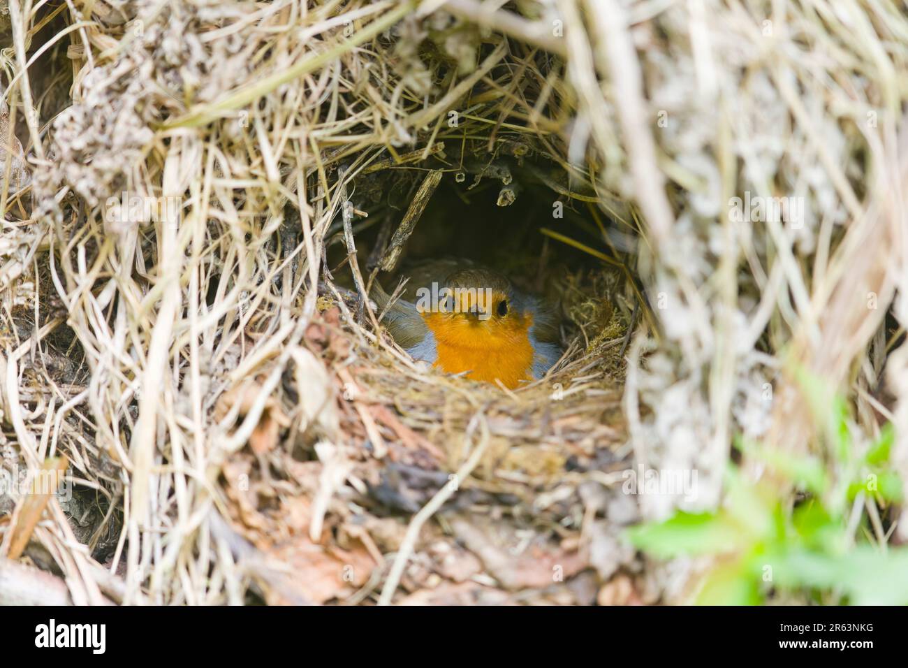 European robin Erithacus rubecula, adult female sitting on nest, Suffolk, England, May Stock Photo