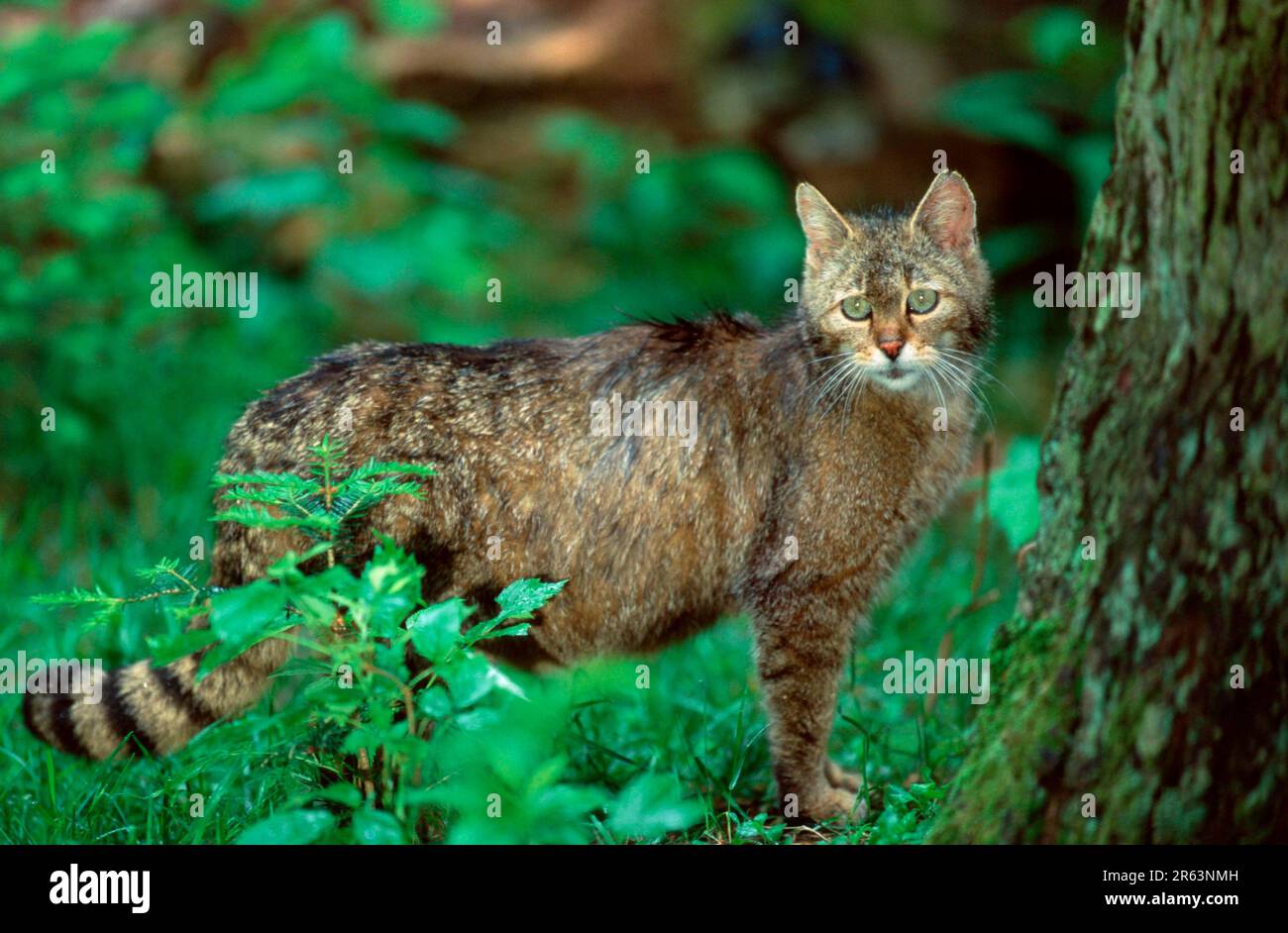 European wildcat (Felis silvestris), European Wildcat (European) (animals) (mammals) (predators) (beasts of prey) (feline) (Europe) (exterior) Stock Photo