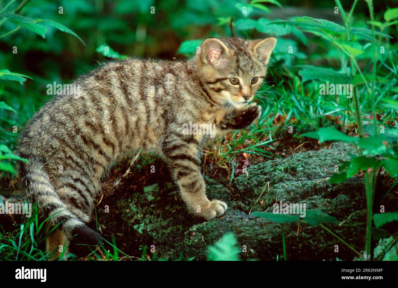 Wildcat Example Common wildcat hi-res stock photography and images - Alamy