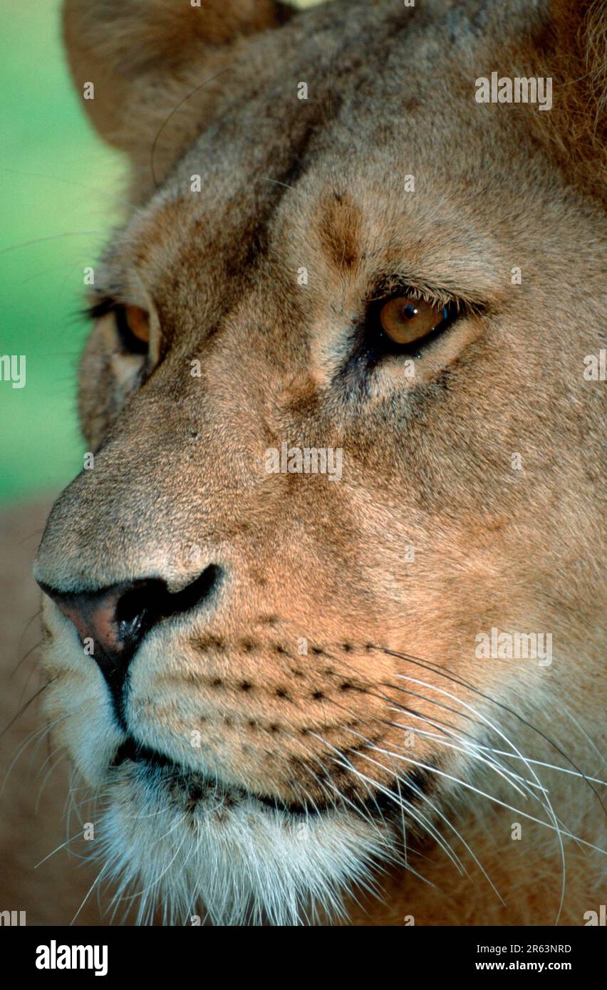 African lion (Panthera leo), lioness Stock Photo