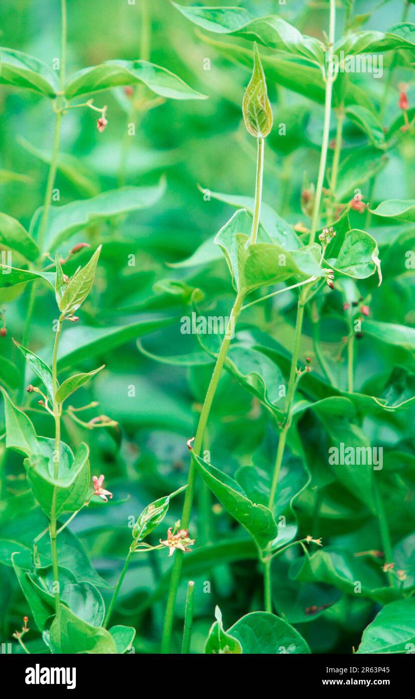 Swallow-wort (Cynachum vincetoxicum) (plants) (plants) (medicinal herbs) (medicinal plants) (swallow-wort family) (Asclepiadaceae) (green) (green) Stock Photo