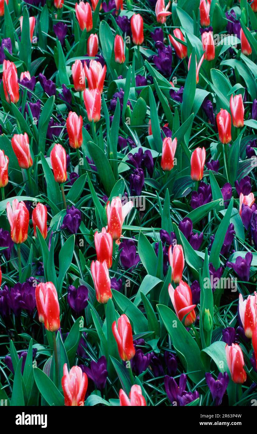 Tulips 'Heart's Delight' and crocuses (Tulips kaufmanniana) (Europe) (Netherlands) (Plants) (Flowers) (Flowers) (Liliaceae) (Iridaceae) (Bulbous Stock Photo