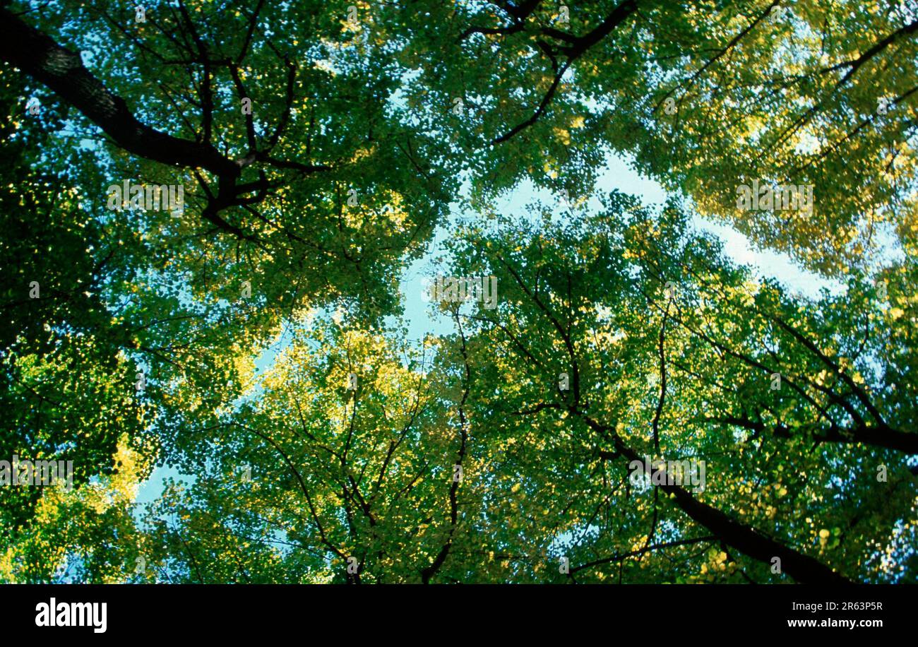 Linden trees in autumn, Europe, Germany, tilioideae (Tiliaceae