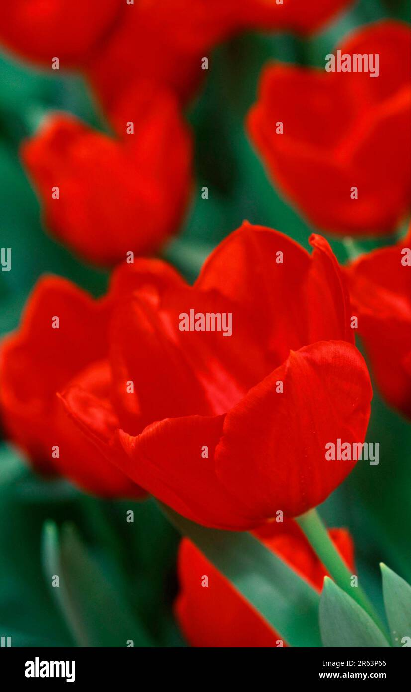Benelux states hires stock photography and images Alamy