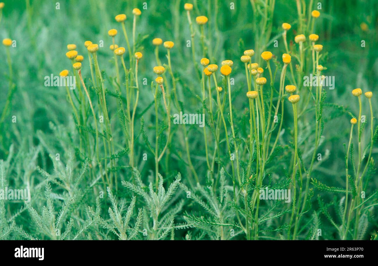 Heiligenkraut, Gray Santolina (Santolina chamaecyparissus), [Pflanzen, plants, Heilkraeuter, medicinal herbs, bluehend, blooming, gruen, green, gelb Stock Photo