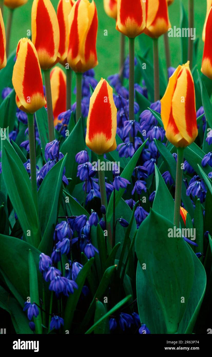 Tulips and Squill (Scilla sibirica), Tulpen und Blaustern, [Europa
