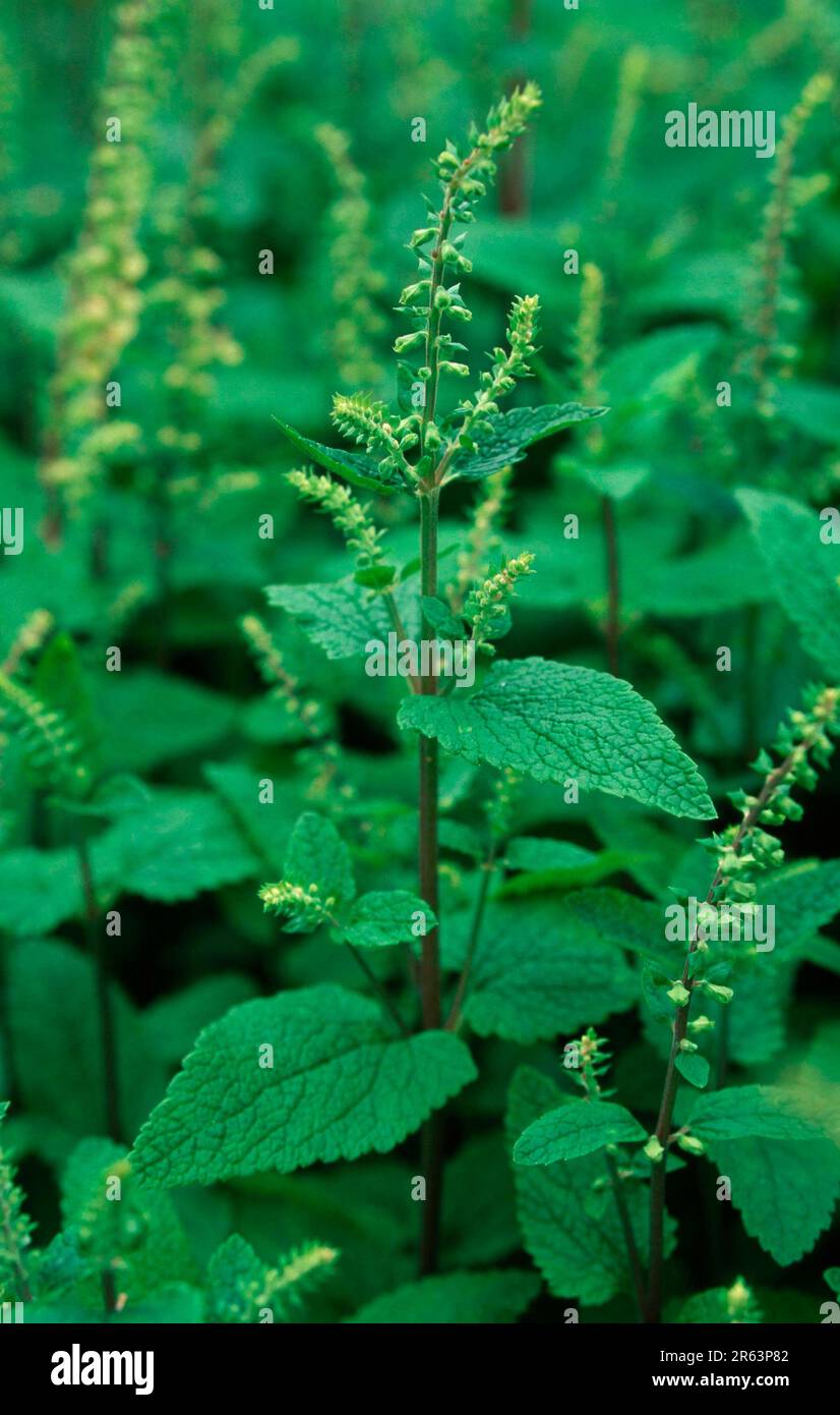 Water Gamander, Garlic Gamander (Teucrium scordium) (Europe) (Plants) (Medicinal herbs) (Labiatae) (green) (vertical) Stock Photo
