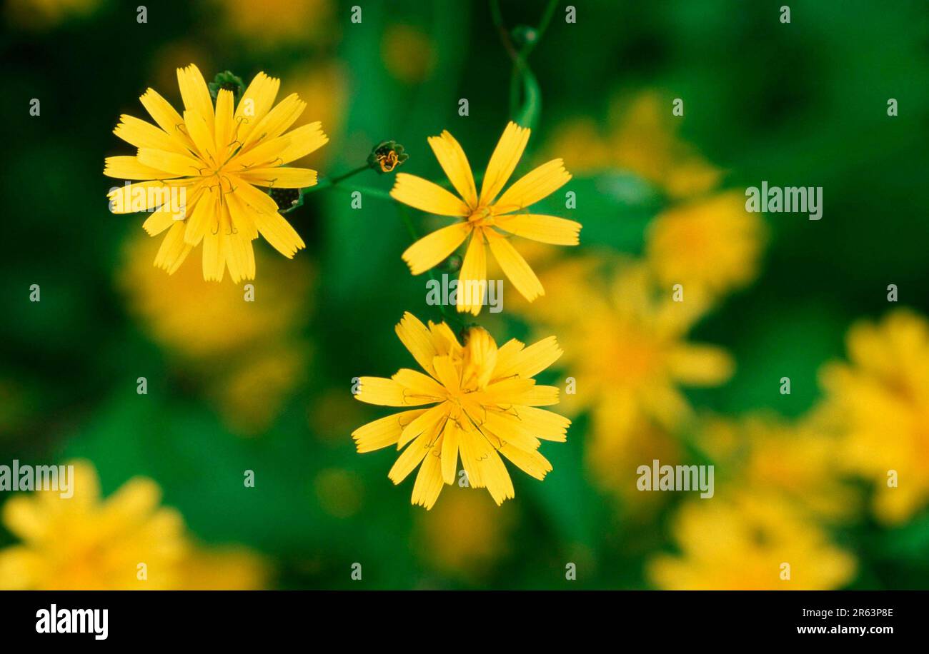 Nipplewort, ragwort (Lapsana communis) (Europe) (Plants) (Medicinal herbs) (Herbaceous plants) (Compositae) (Flowers) (Blossom) (Flower) (Yellow) Stock Photo