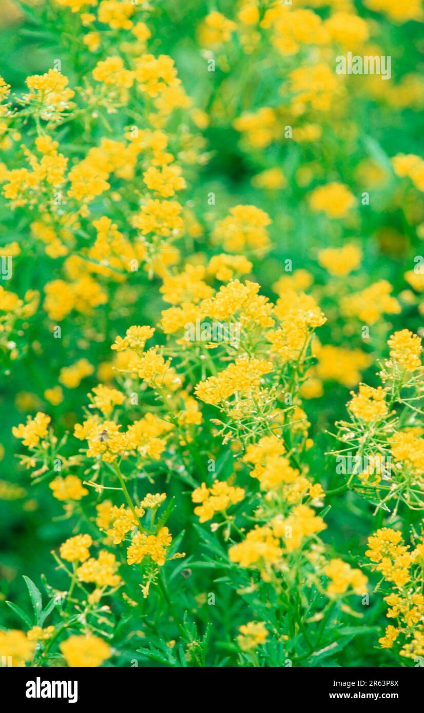 Hedge Mustard (Sisymbrium officinale) (Europe) (Plants) (Medicinal herbs) (crucifers (Brassicaceae) (Flowers) (yellow) (flowering ing) (vertical) Stock Photo