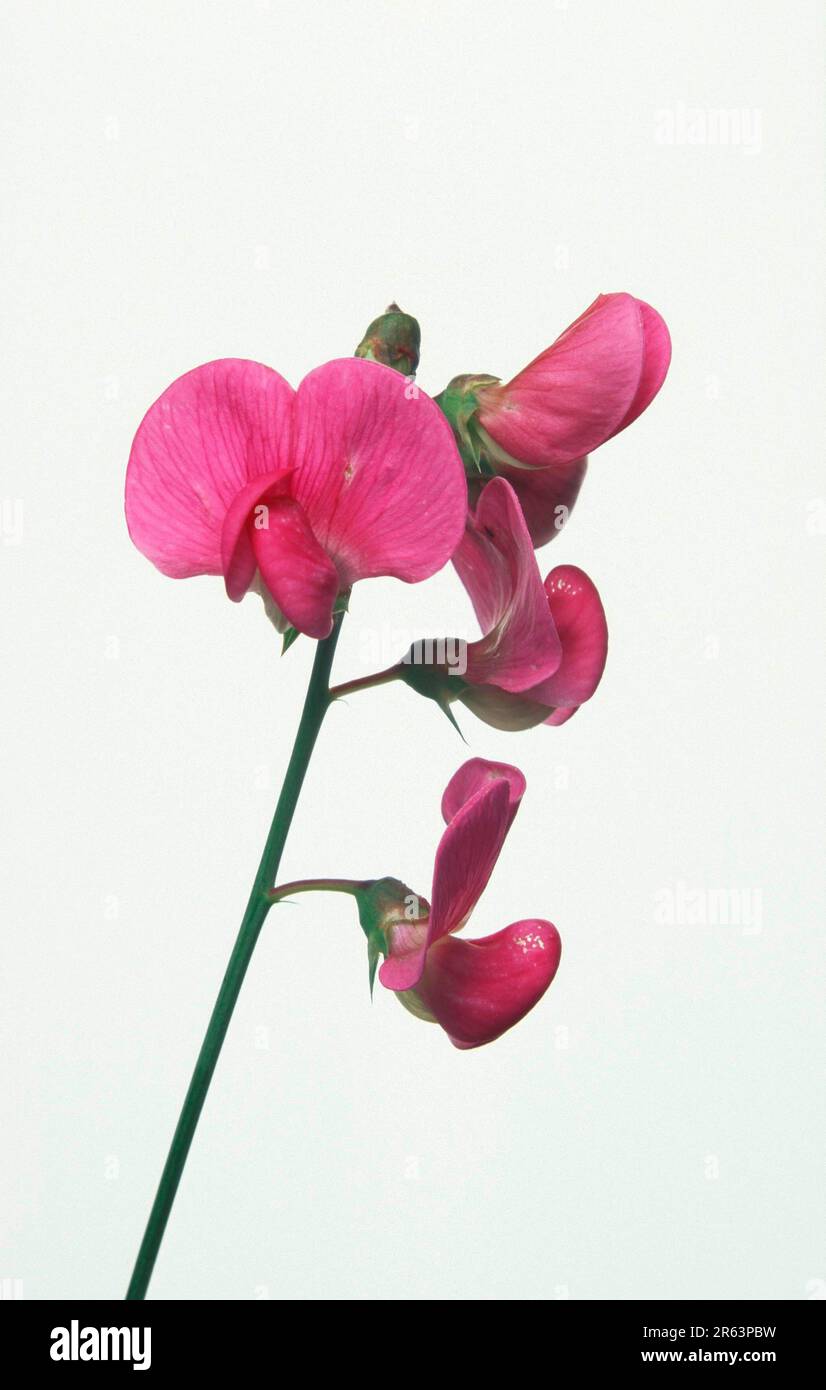 Vetch, flowers, sweet pea (Lathyrus odoratus), flowers (plants) (plants) (garden plant) (flower) (flower) (papilionaceous plants) (Papolionoideae) Stock Photo