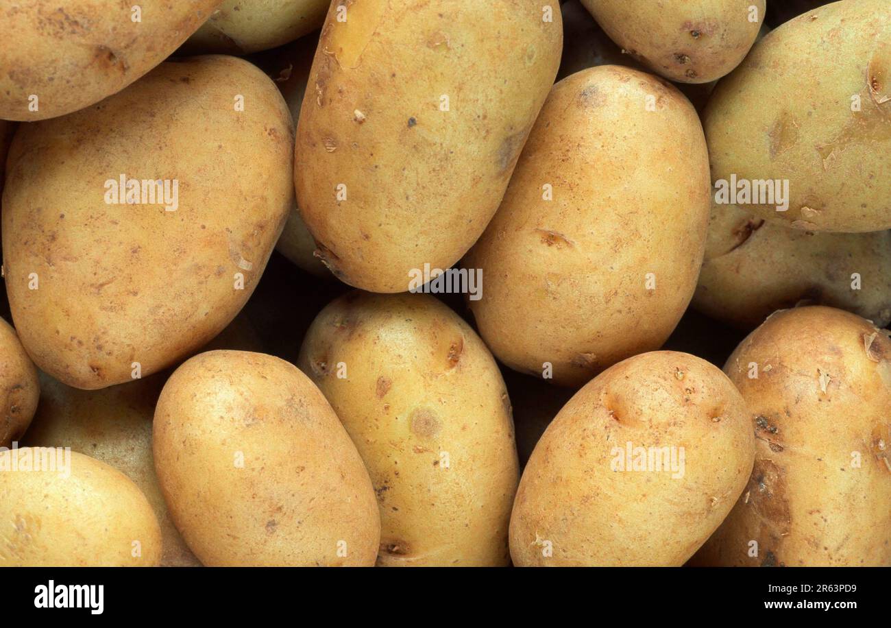 Potatoes (Solanum tuberosum), Kartoffeln, [Pflanzen, plants, Nutzpflanze, useful plant, Nachtschattengewaechse, Solonaceae, Gemuese, vegetable Stock Photo
