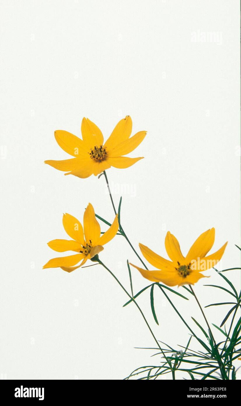 Needleleaved whorledleaved tickseed (Coreopsis verticillata) (needle