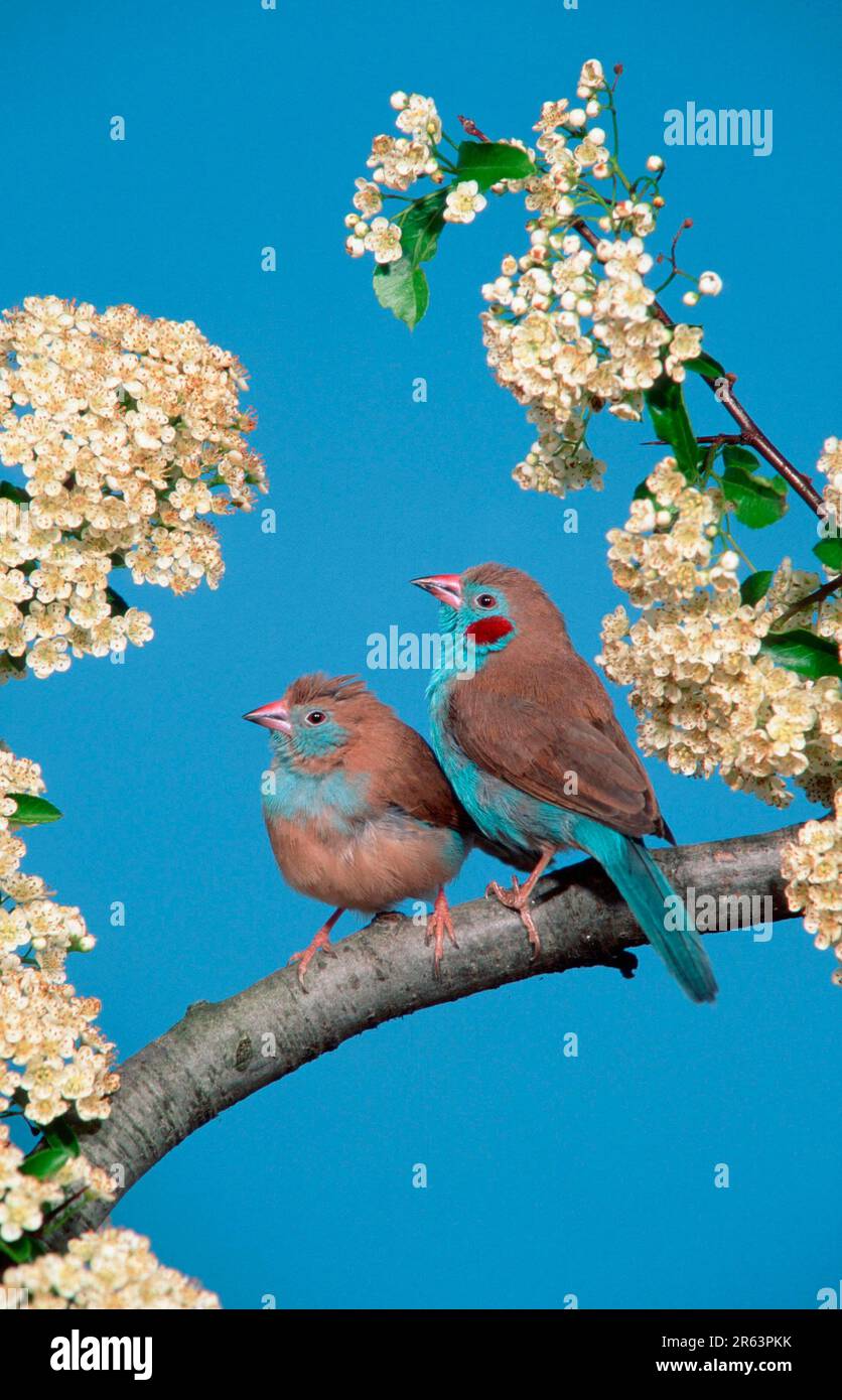 Red-cheeked Bluefinch, red-cheeked cordon-bleu (Uraeginthus bengalus), Red-cheeked Cordon Bleu Stock Photo