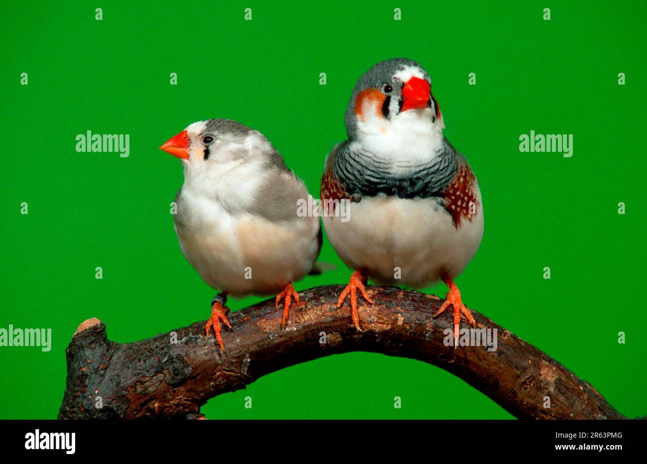 Zebra Finch Male Vs Female