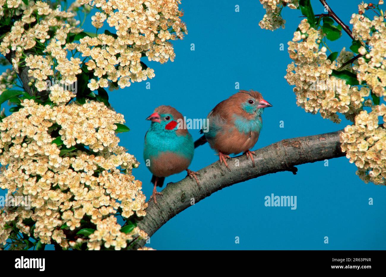 Red-cheeked Bluefinch, red-cheeked cordon-bleu (Uraeginthus bengalus), Red-cheeked Cordon Bleu Stock Photo