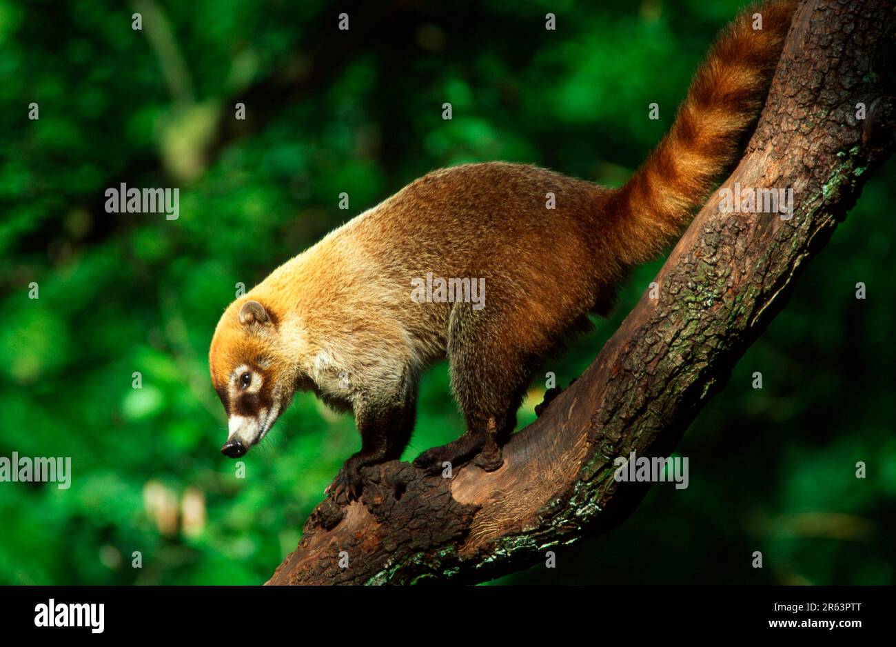 White-nosed Coati (Nasua narica), side Stock Photo - Alamy