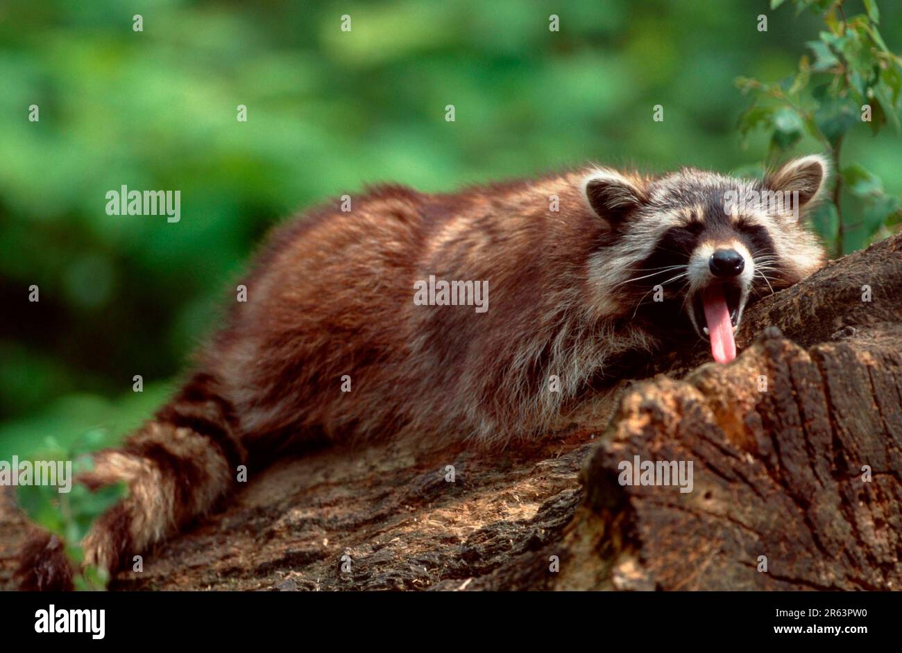 Raccoon rest hi-res stock photography and images - Alamy