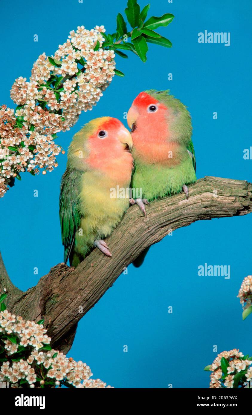 peach-faced-lovebirds-agapornis-roseicollis-pair-stock-photo-alamy