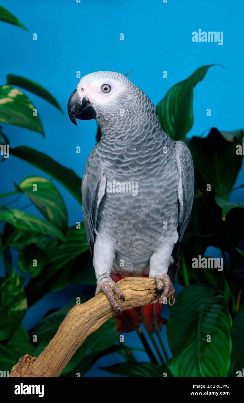 Congo african gray parrot (Psittacus erithacus erithacus Stock Photo