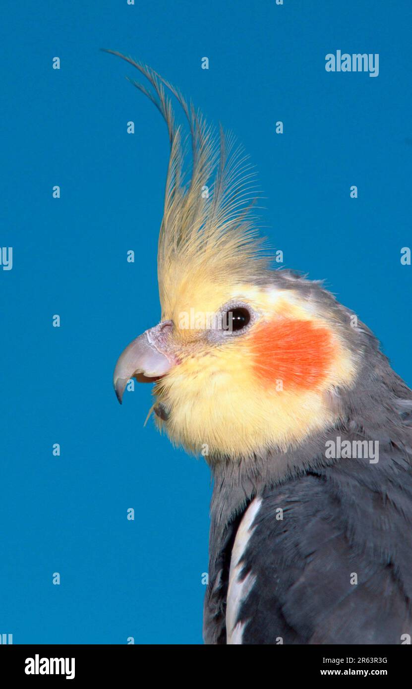 Cockatiel (Nymphicus hollandicus), male, yawning, side, profile Stock