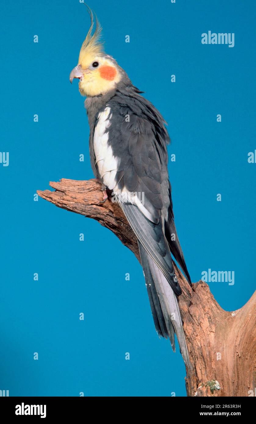 Cockatiel (Nymphicus hollandicus), male Stock Photo - Alamy