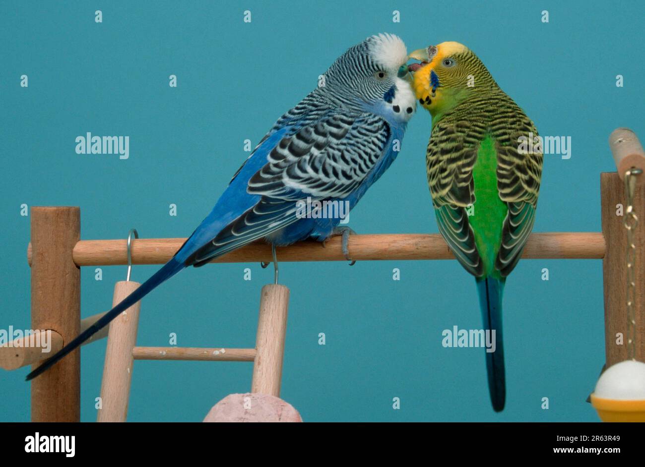 Budgies, pair, female stroking male, budgerigar (Melopsittacus