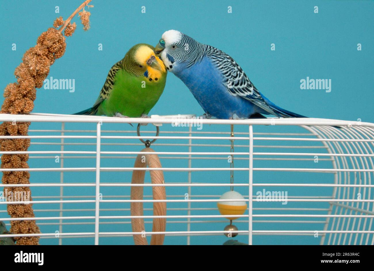 Budgerigars (Melopsittacus undulatus), pair on cage, male grooming