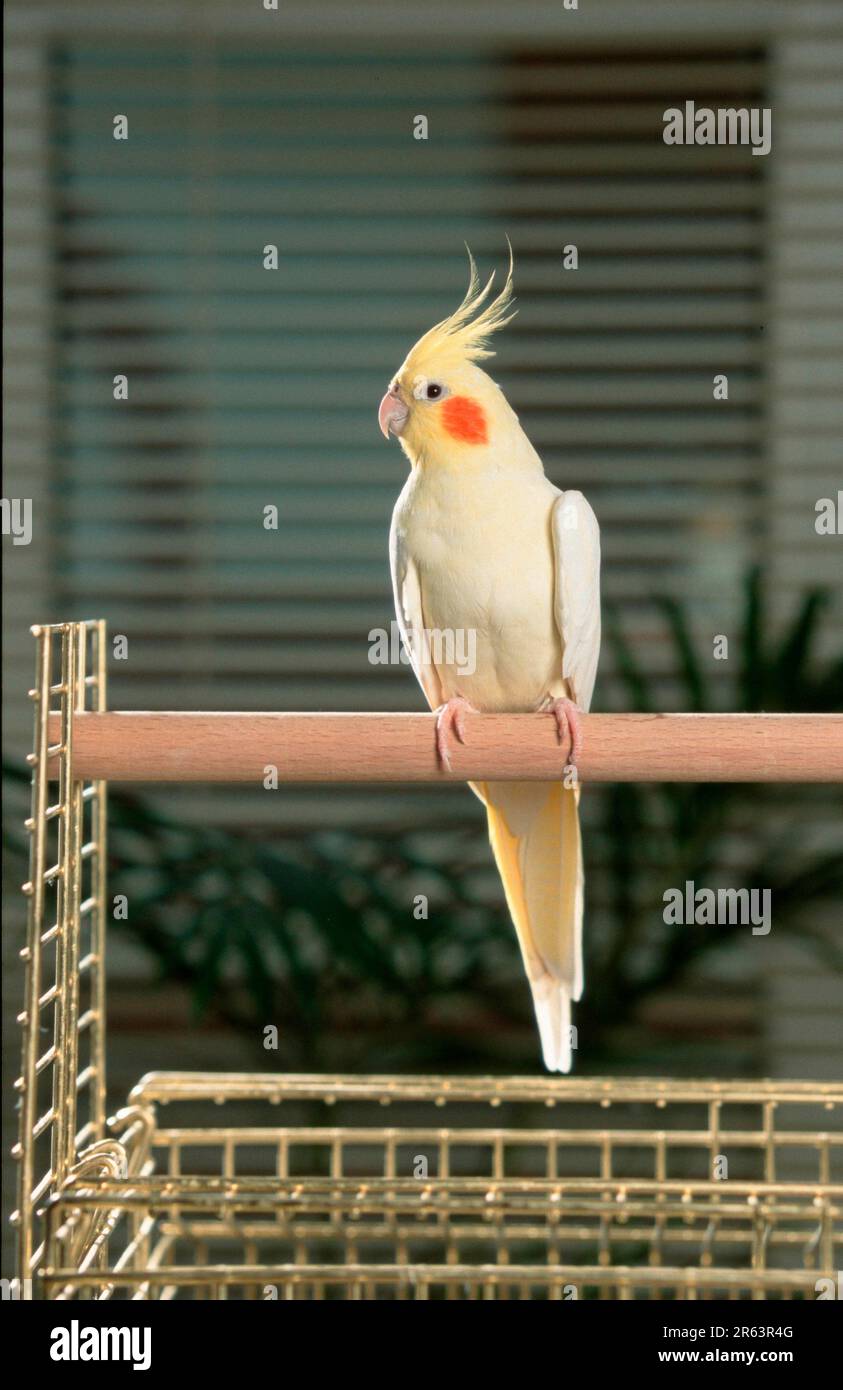 Cockatiel (Nymphicus hollandicus), female, on cage, lutino, perch Stock