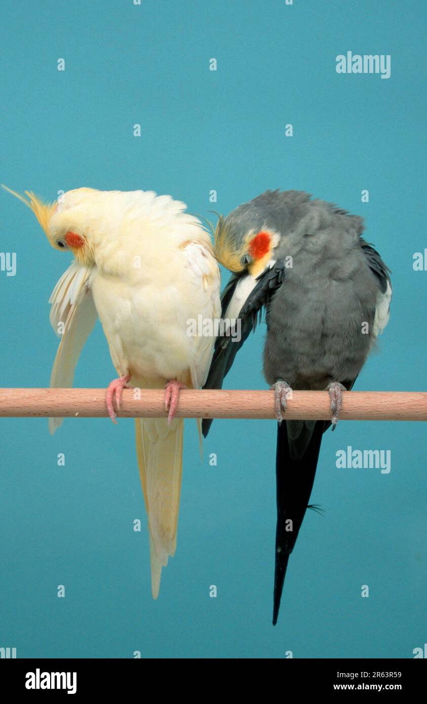 Cockatiels (Nymphicus hollandicus), pair, synchronous comfort behaviour