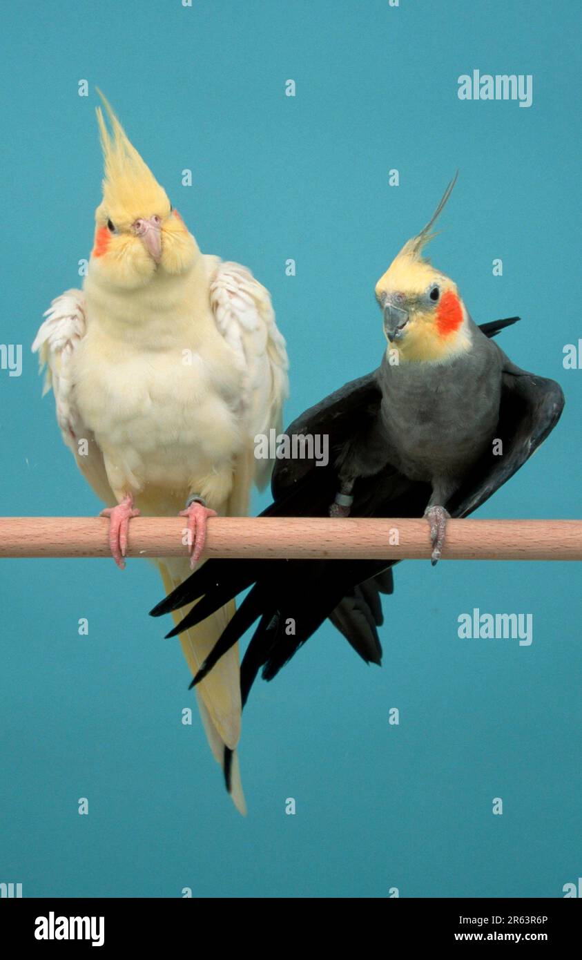 Cockatiels (Nymphicus hollandicus), pair, male stretching wing Stock Photo Alamy