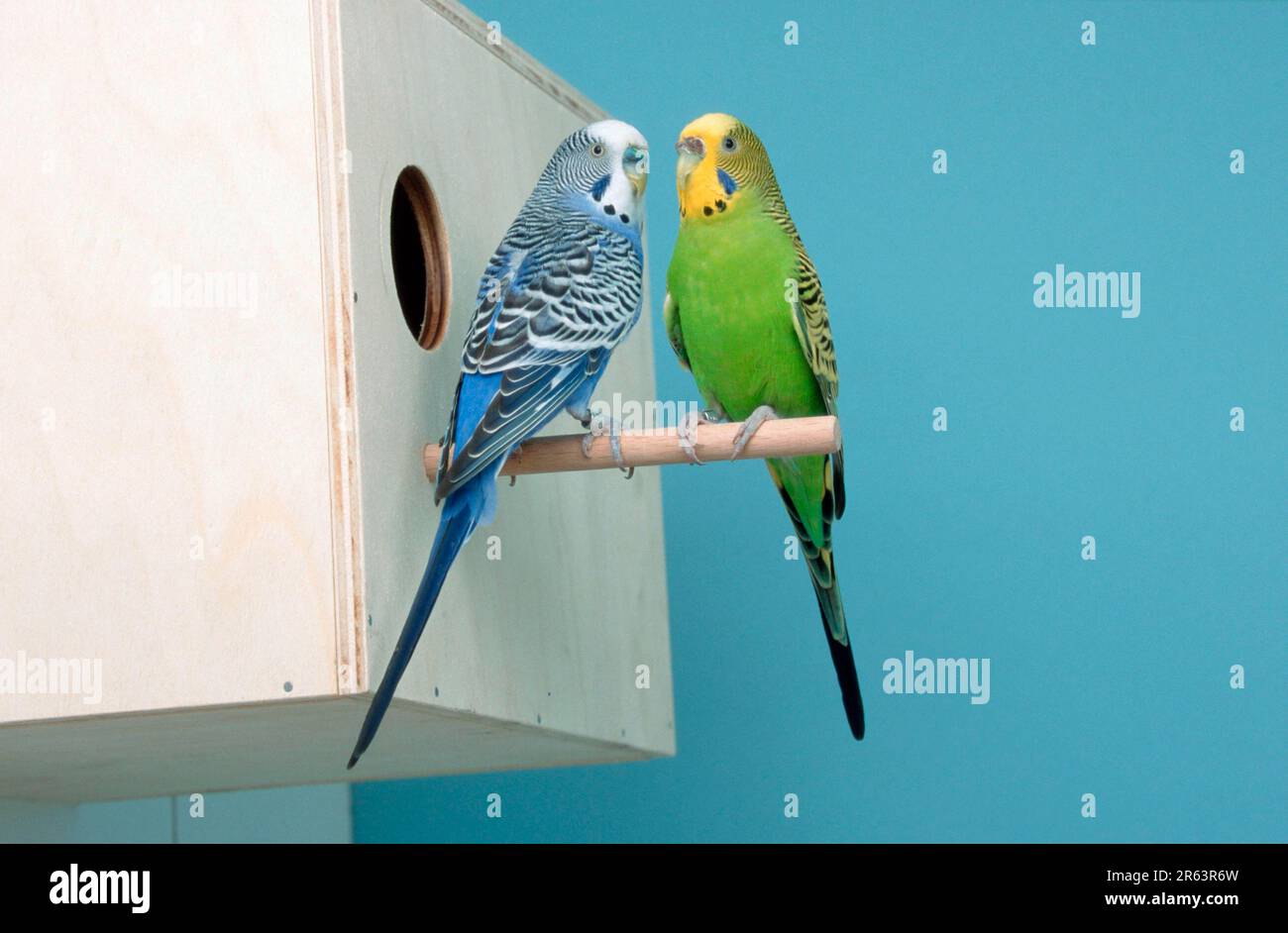 Budgies, pair at nesting box, budgerigar (Melopsittacus undulatus Stock