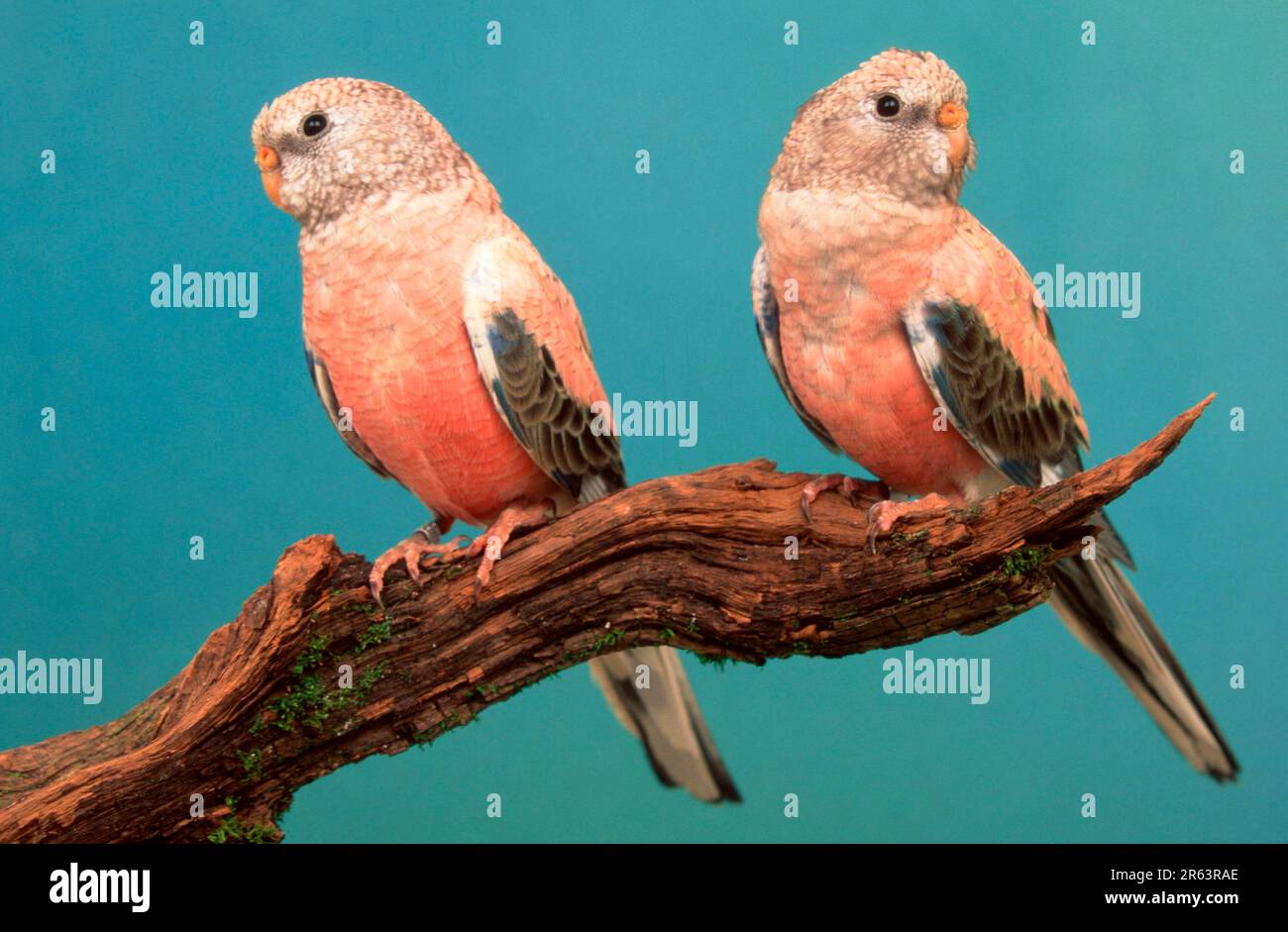 Bourkes parrot hires stock photography and images Alamy