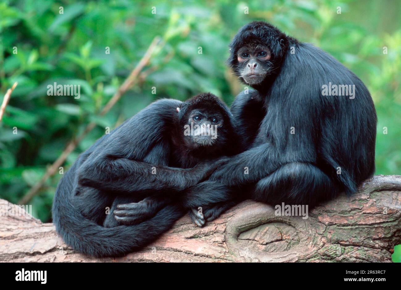 Black red-faced spider monkey (Ateles paniscus Stock Photo - Alamy