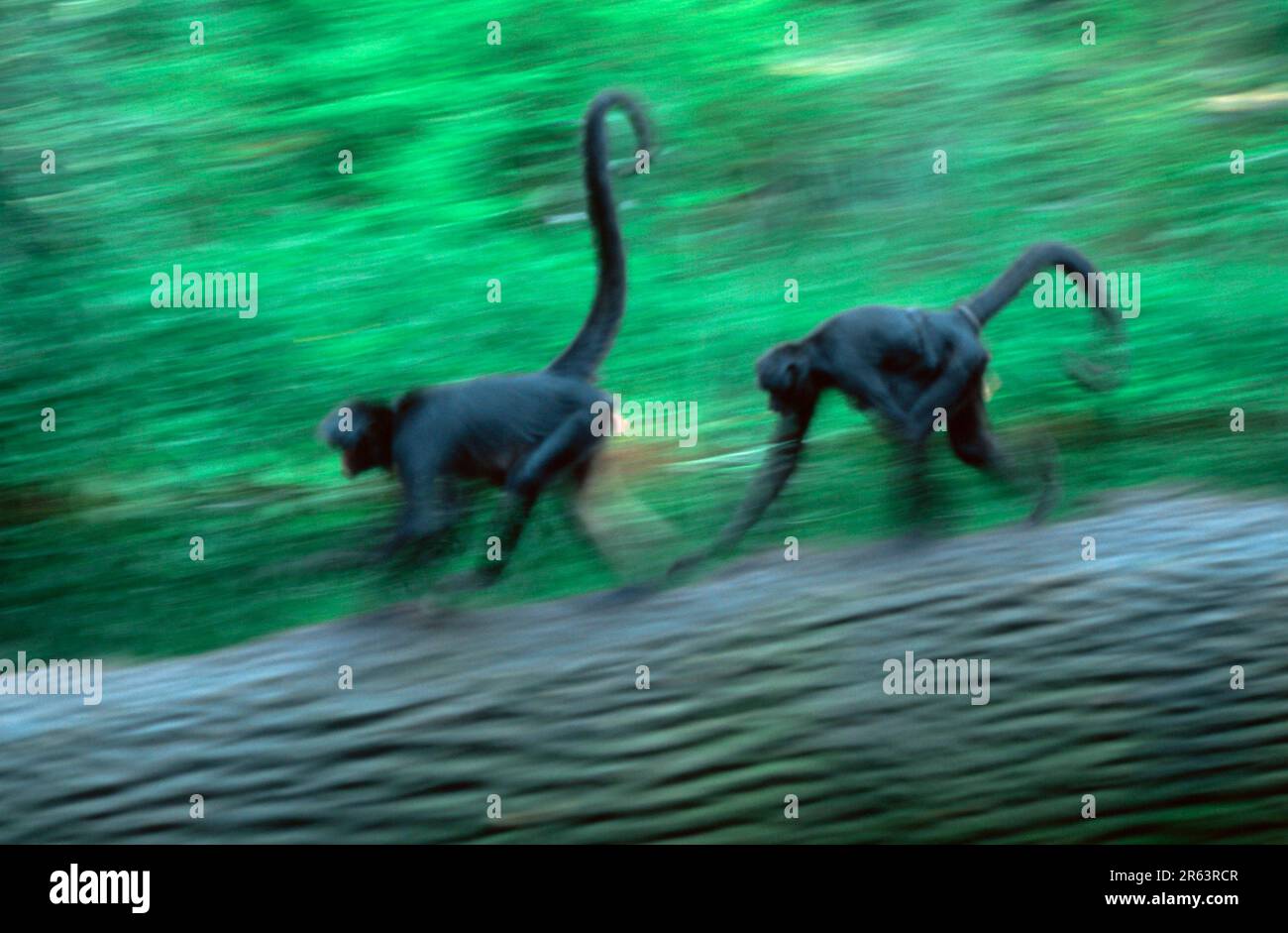 Black red-faced spider monkey (Ateles paniscus Stock Photo - Alamy