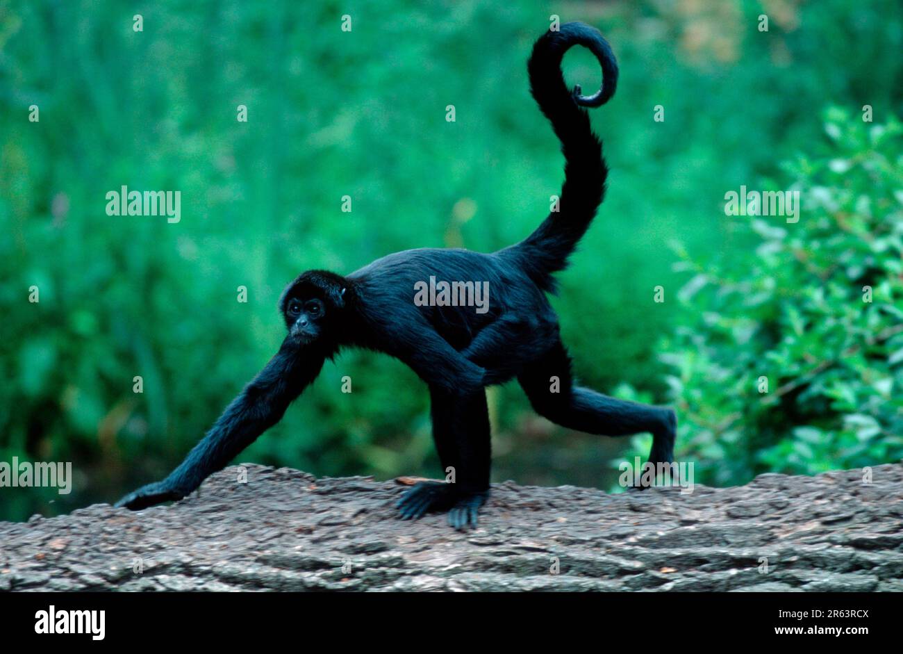 Black red-faced spider monkey (Ateles paniscus), side Stock Photo - Alamy
