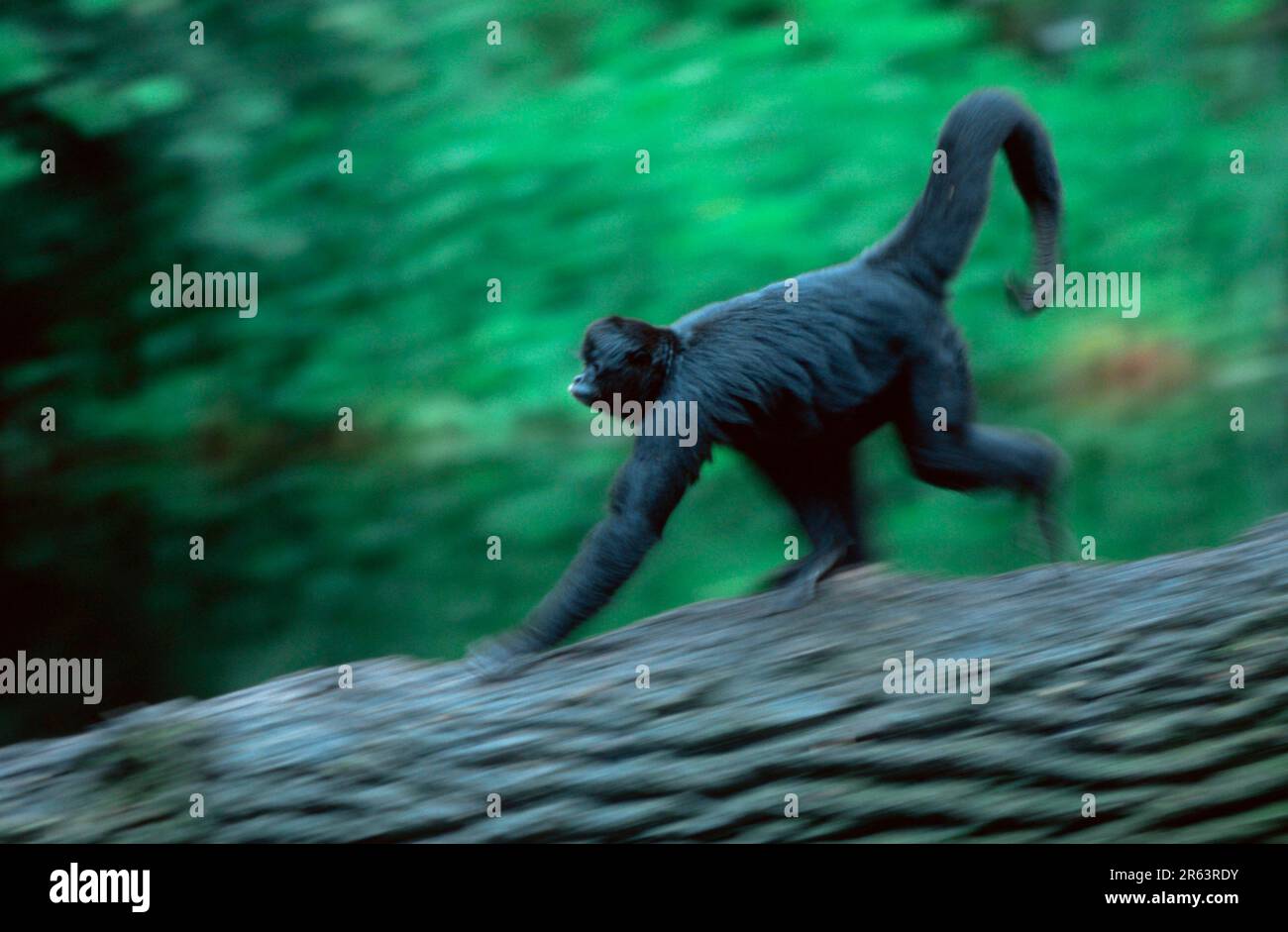Black Spider Monkey (Ateles paniscus), side Stock Photo - Alamy