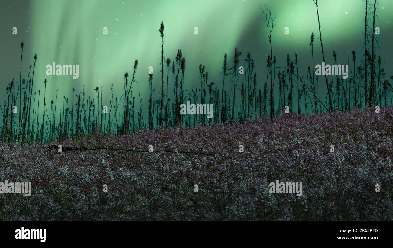 Northern lights over boreal forest hi-res stock photography and images ...