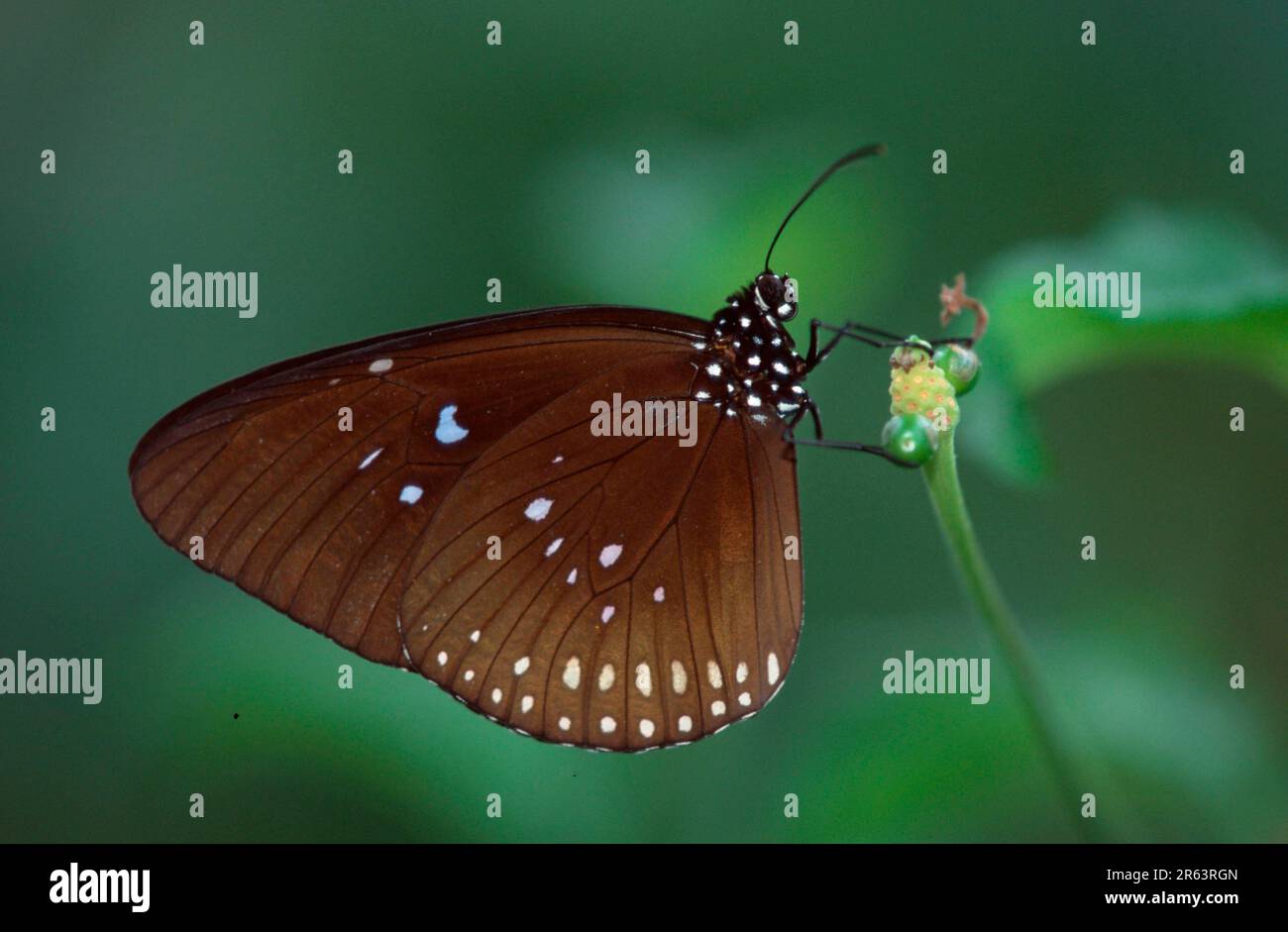 Oleander common crow (Euploea core), Oleander butterfly (Asia) (asia
