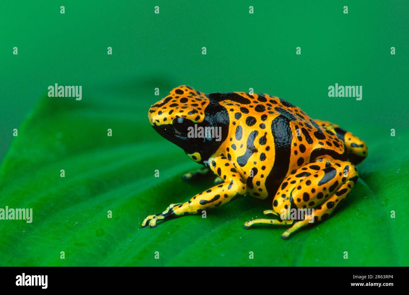 Yellow Banded Poison Arrow Frog (Dendrobates Poison Dart Frog Stock Photo Alamy